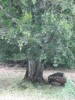 Pisztrángos borvízforrás - Uzonkafürdő Turistajelzés Pisztrángos